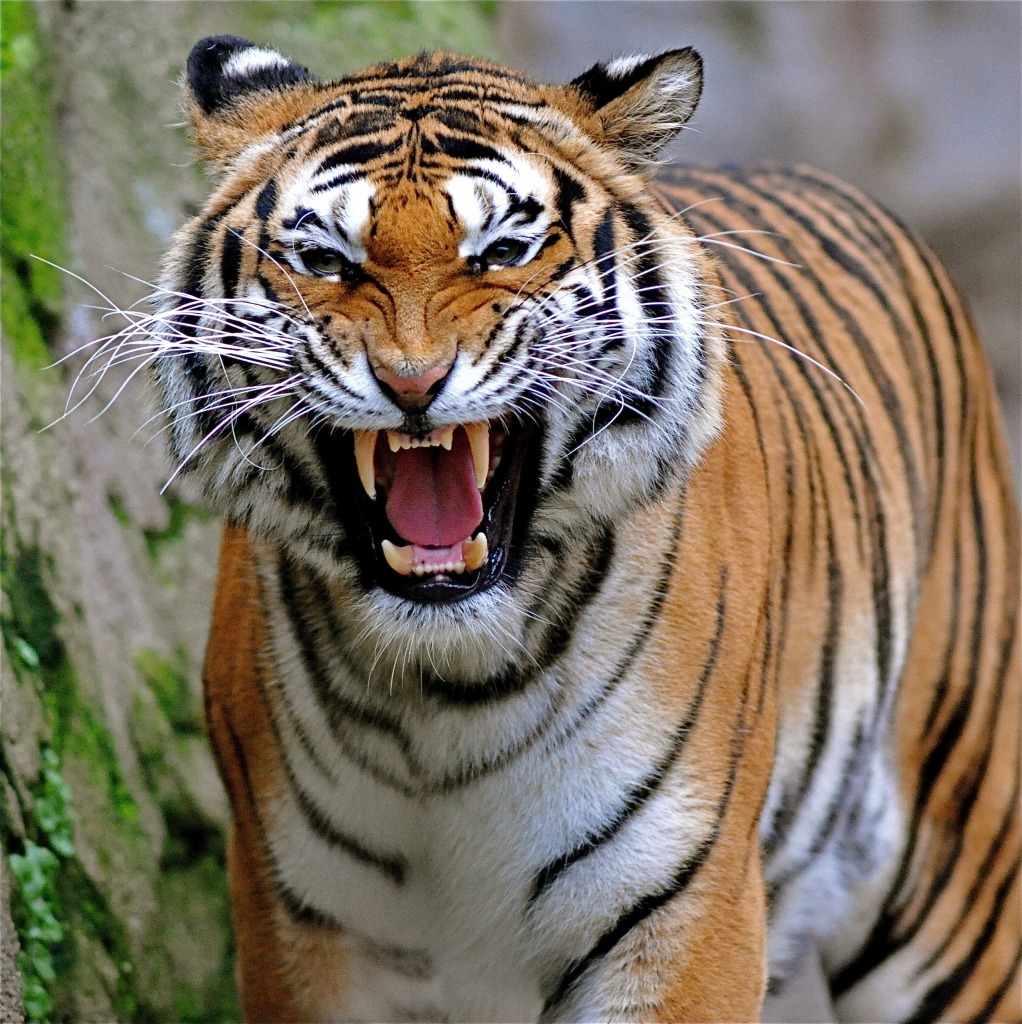 Attaque du tigre jigsaw puzzle in Animaux puzzles on TheJigsawPuzzles.com